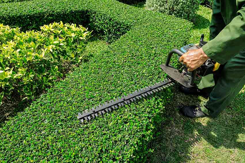 Shrub Trimming