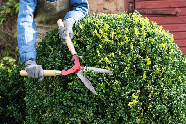 Shrub Trimming in Wooster